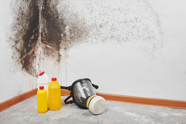 Best Commercial Mold Removal  in Somerset, OH