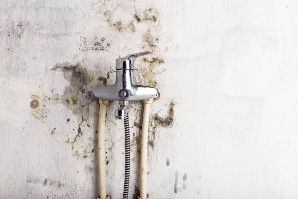 Best Office Mold Removal Services  in Somerset, OH