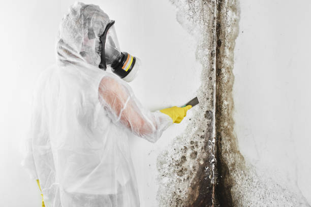 Best Certified Mold Removal  in Somerset, OH