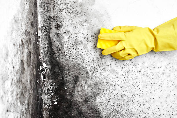 Best Commercial Mold Removal  in Somerset, OH