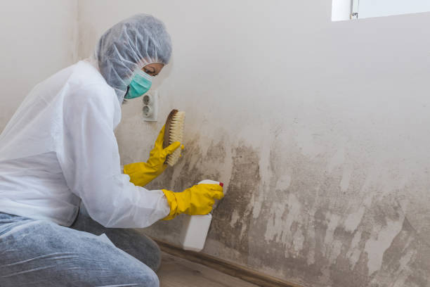 Best Residential Mold Removal  in Somerset, OH