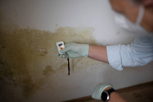 Best Certified Mold Removal  in Somerset, OH