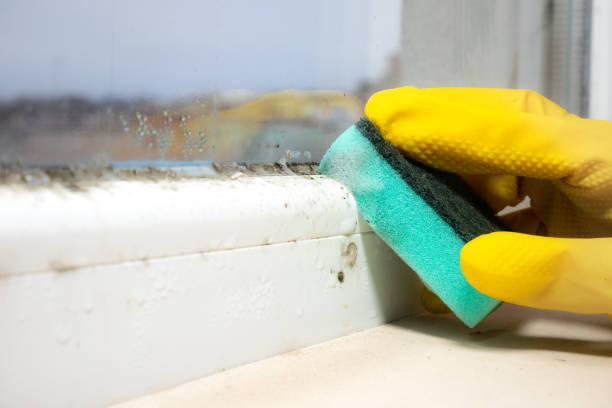 Best Mold Removal Near Me  in Somerset, OH
