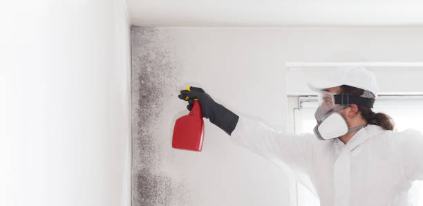 Best Black Mold Removal  in Somerset, OH