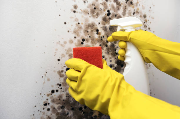 Best Office Mold Removal Services  in Somerset, OH