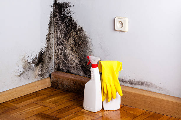 Best Crawl Space Mold Removal  in Somerset, OH