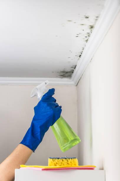 Best Fast Mold Removal  in Somerset, OH